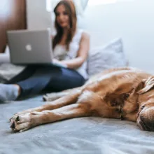 a large brown dog lying on a bed