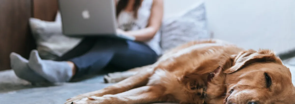 a large brown dog lying on a bed